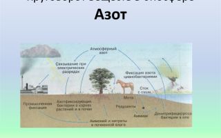 Основы экологии (биосфера): фотосинтез, круговорот воды, азота, углерода, энергии